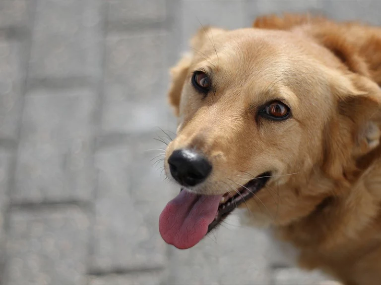 dla-małych-przyjaciół-koszykserc